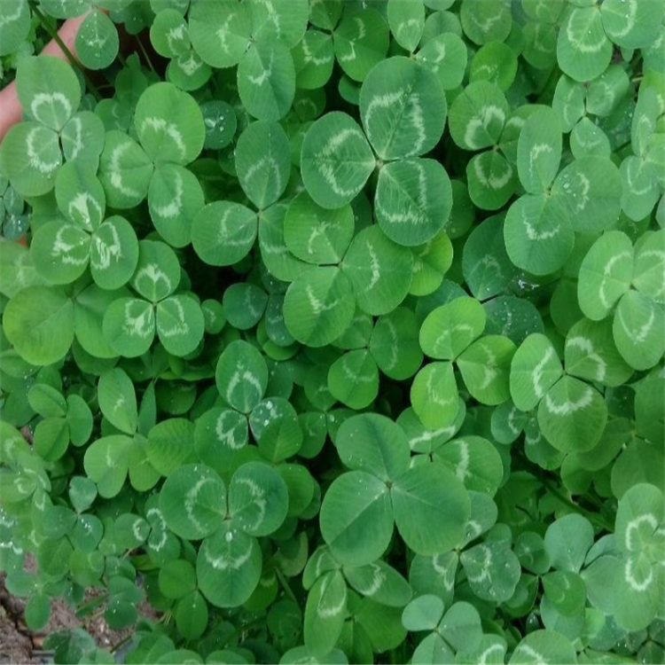 High Germiantion Clover Seed Trifolium Repens L Seeds For Growing