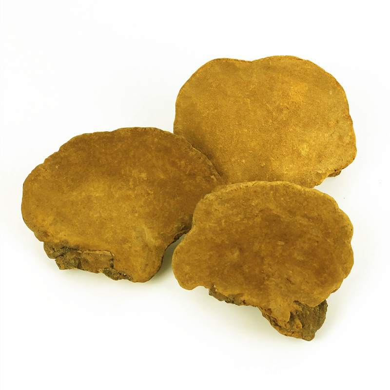 Sang Huang  Phellinus Linteus Dried Phellinus Igniarius Herb In Bulk