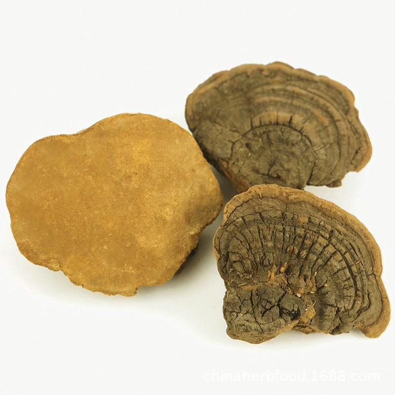 Dried Polyporus Igniarius Meshimakobu Fungus Sang Huang Mushroom Fungi