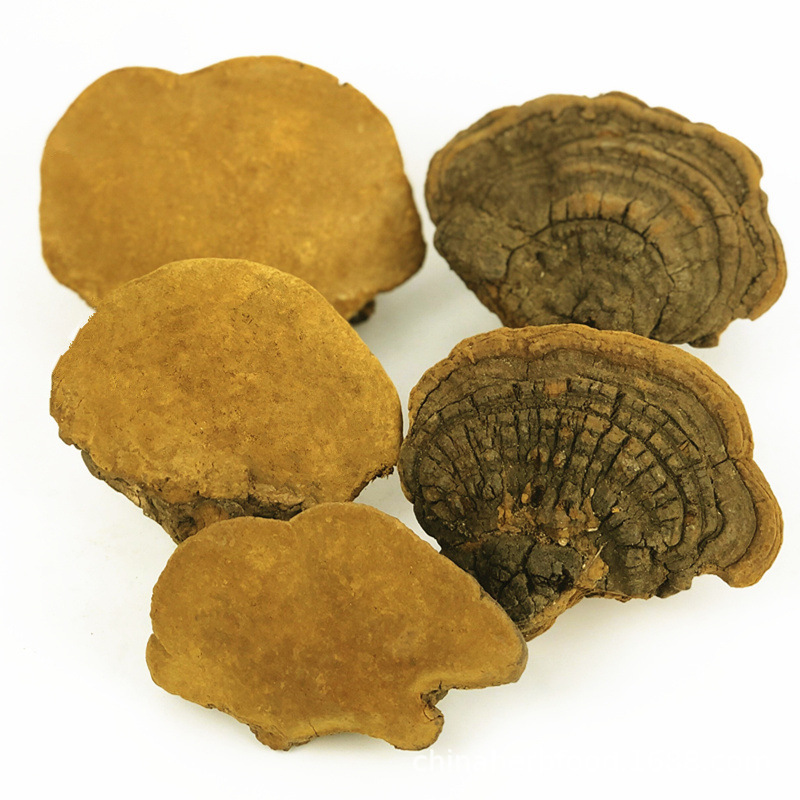 Dried Polyporus Igniarius Meshimakobu Fungus Sang Huang Mushroom Fungi