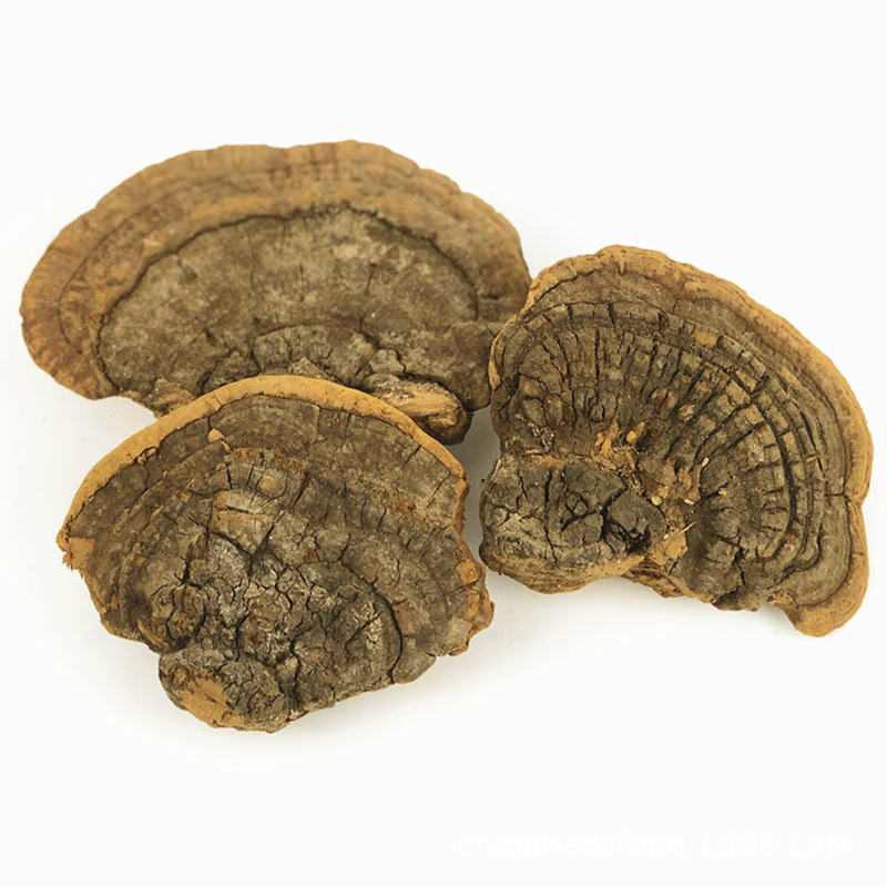 Dried Polyporus Igniarius Meshimakobu Fungus Sang Huang Mushroom Fungi