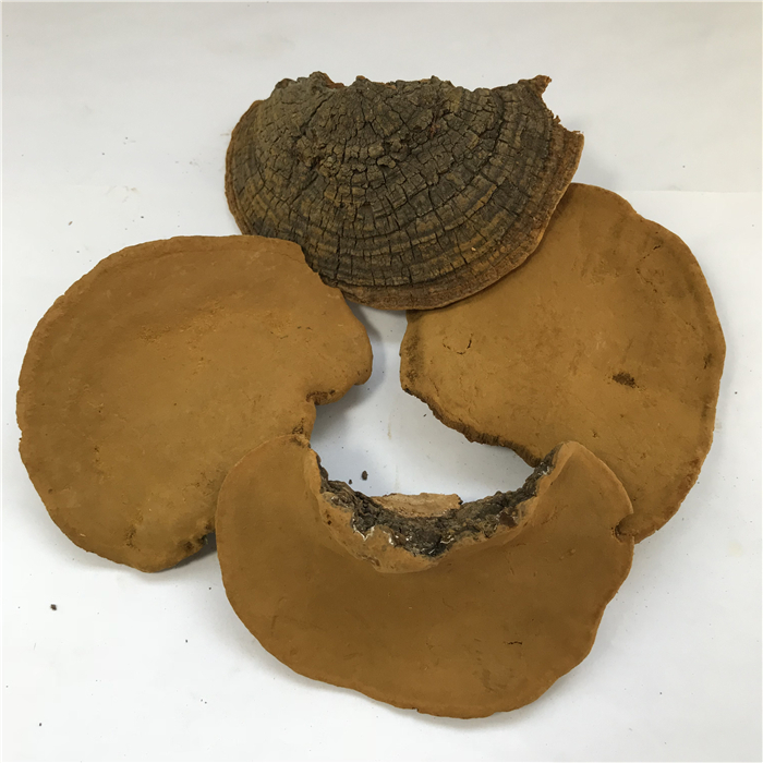 Sang Huang Bulk Natural Oragnic Herbal Dried Phellinus Igniarius Sanghaung