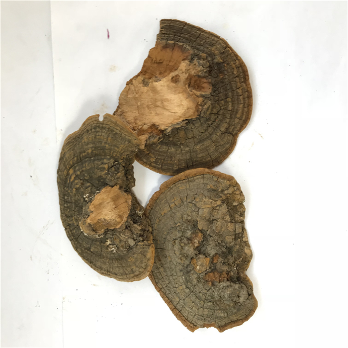 Sang Huang Bulk Natural Oragnic Herbal Dried Phellinus Igniarius Sanghaung
