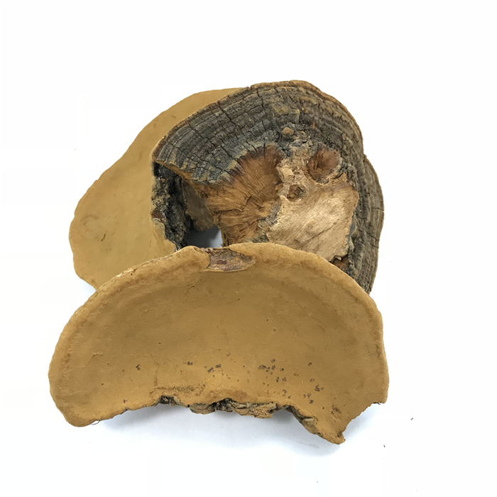 Sang Huang Bulk Natural Oragnic Herbal Dried Phellinus Igniarius Sanghaung