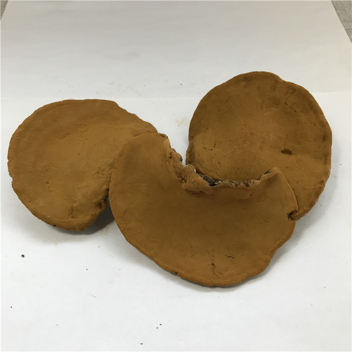 Sang Huang Bulk Natural Oragnic Herbal Dried Phellinus Igniarius Sanghaung