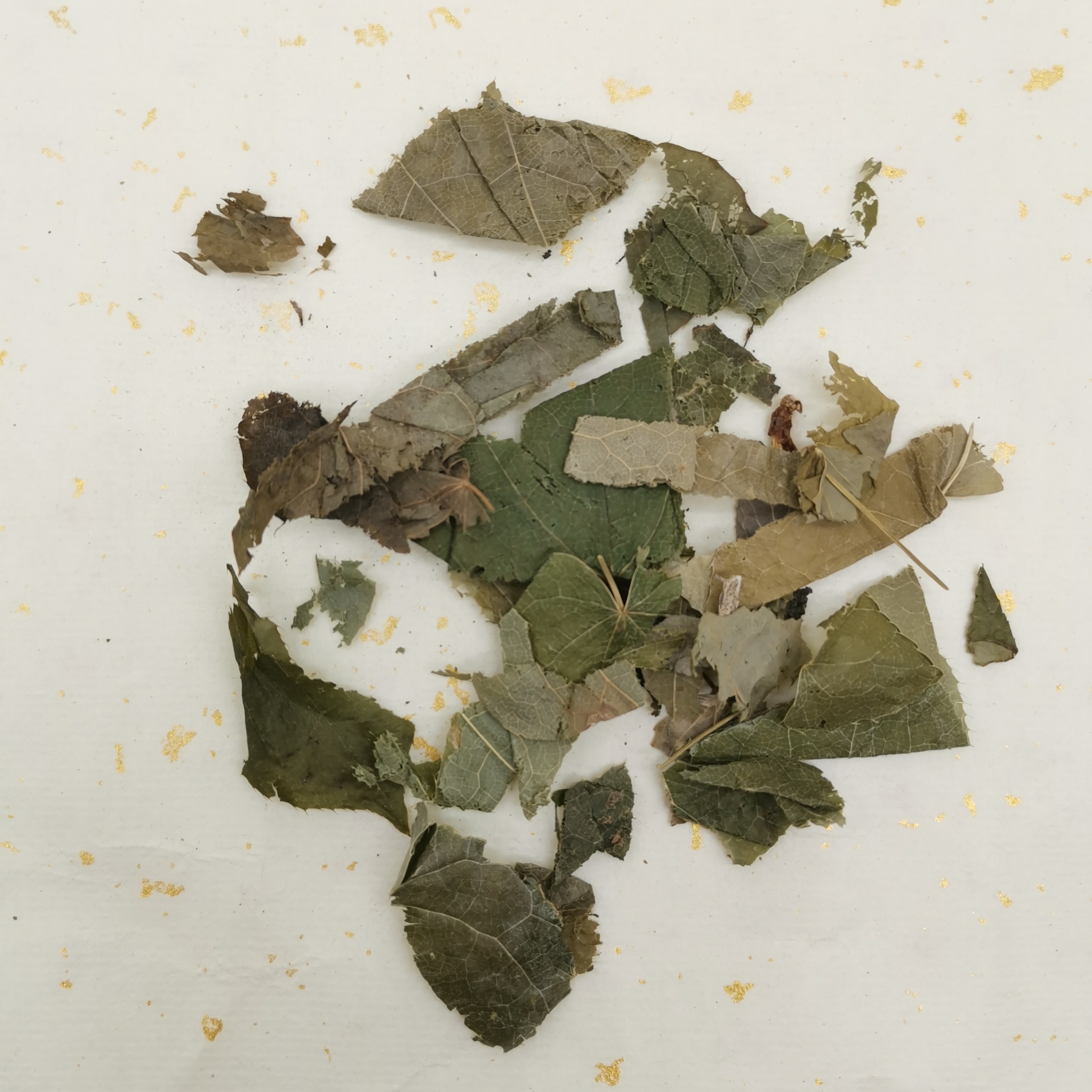 High Quality Best Price Anti Aging Dried Leaf Epimedium