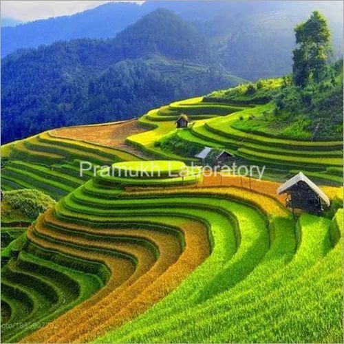 Azadirachta Indica Testing Services - ISO 17025 Accredited , Detailed Reports for Neem Leaf and Seed Analysis Using AAS, GCMS, HPLC