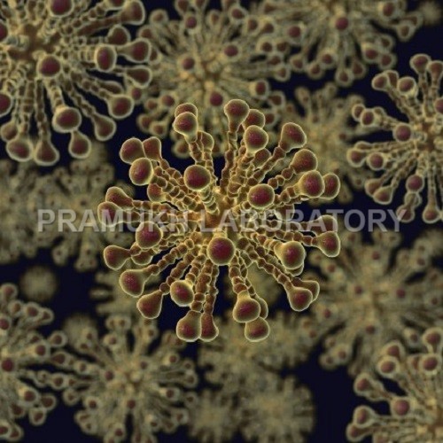 Bacterial Testing Services
