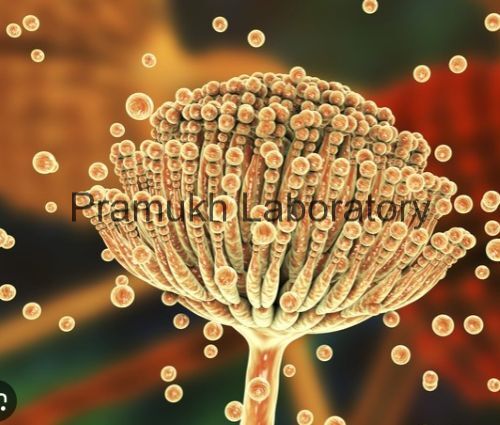 Mycotoxin Testing Services