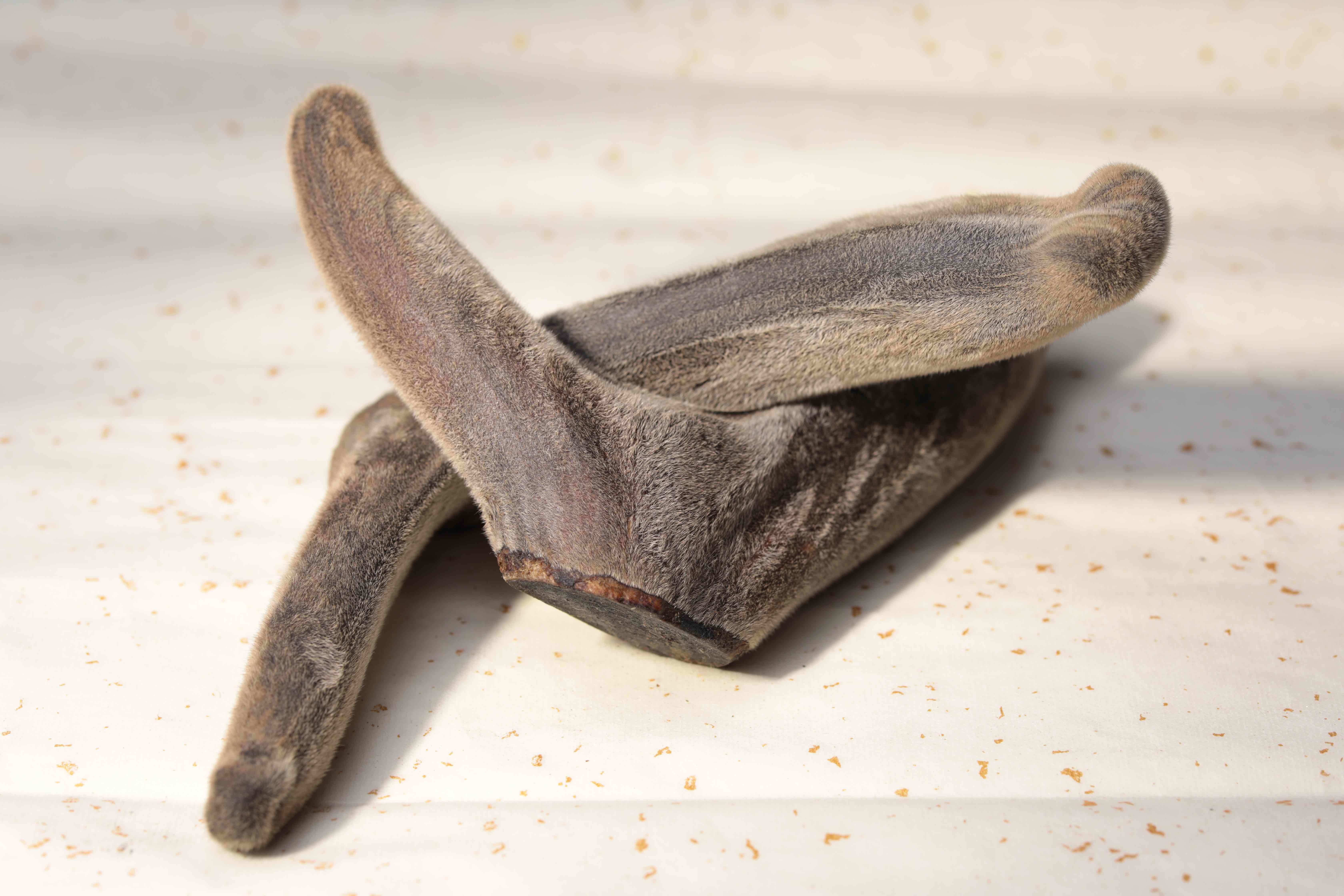 Precious Traditional Chinese Herb Authentic Pantotrichum