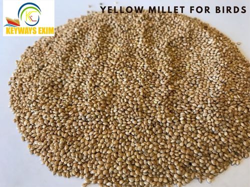 Yellow Millet (Panicum Miliaceum) For Bird Feed Admixture (%): 0.5% Max