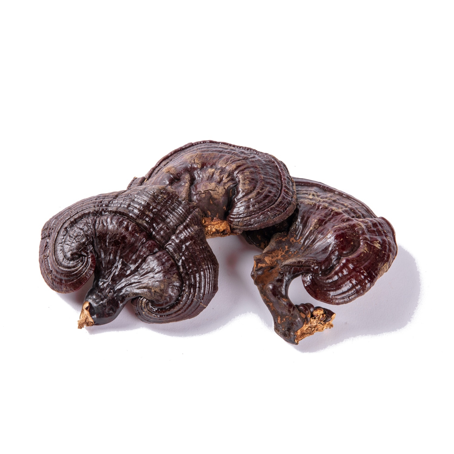 Anti Inflammatory Natural Traditional Herbs Ganoderma Lucidum