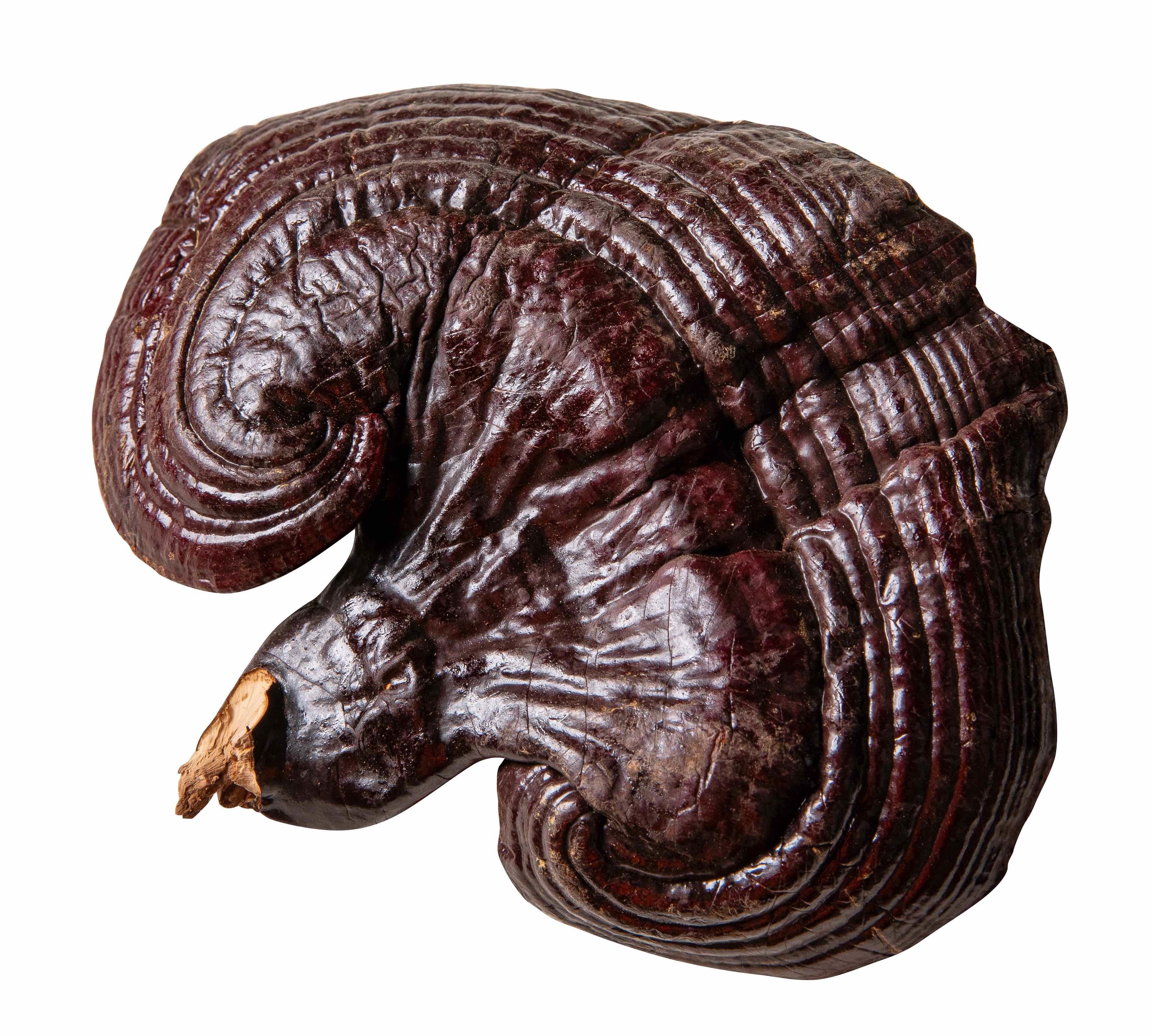 Anti Inflammatory Natural Traditional Herbs Ganoderma Lucidum