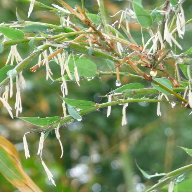 Gang Zhu 200g Per Bag Free Samples Wholesale Golden Bamboo Seeds