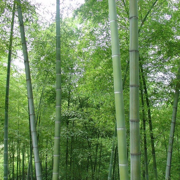 Gang Zhu 200g Per Bag Free Samples Wholesale Golden Bamboo Seeds