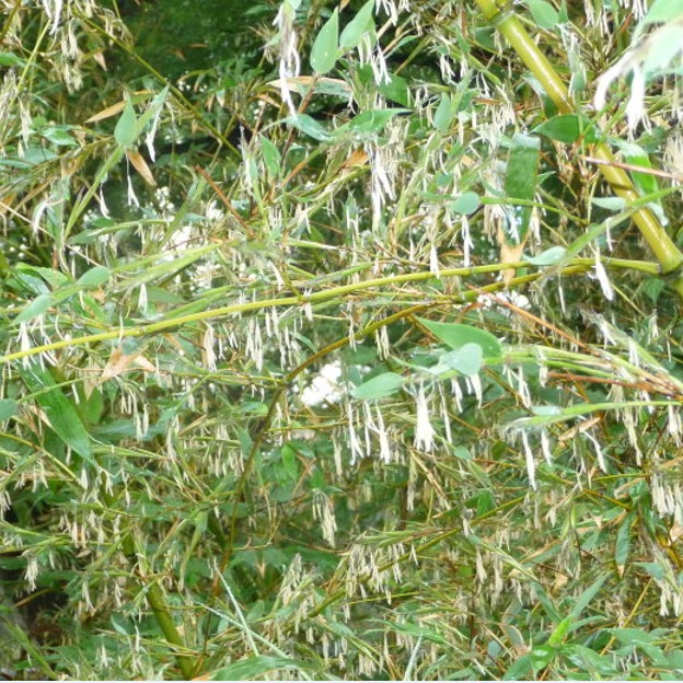 Gang Zhu 200g Per Bag Free Samples Wholesale Golden Bamboo Seeds