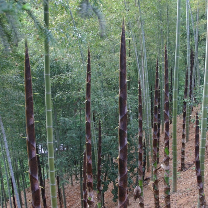 Gang Zhu 200g Per Bag Free Samples Wholesale Golden Bamboo Seeds