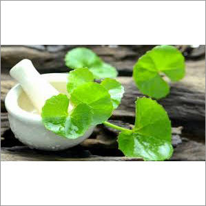 ब्राह्मी जड़ी बूटी