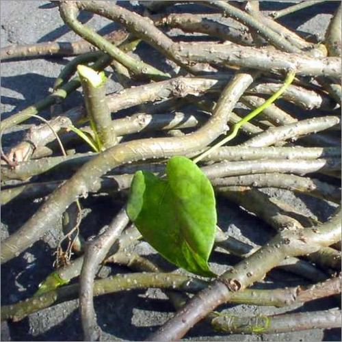 गिलोय जड़ी बूटी