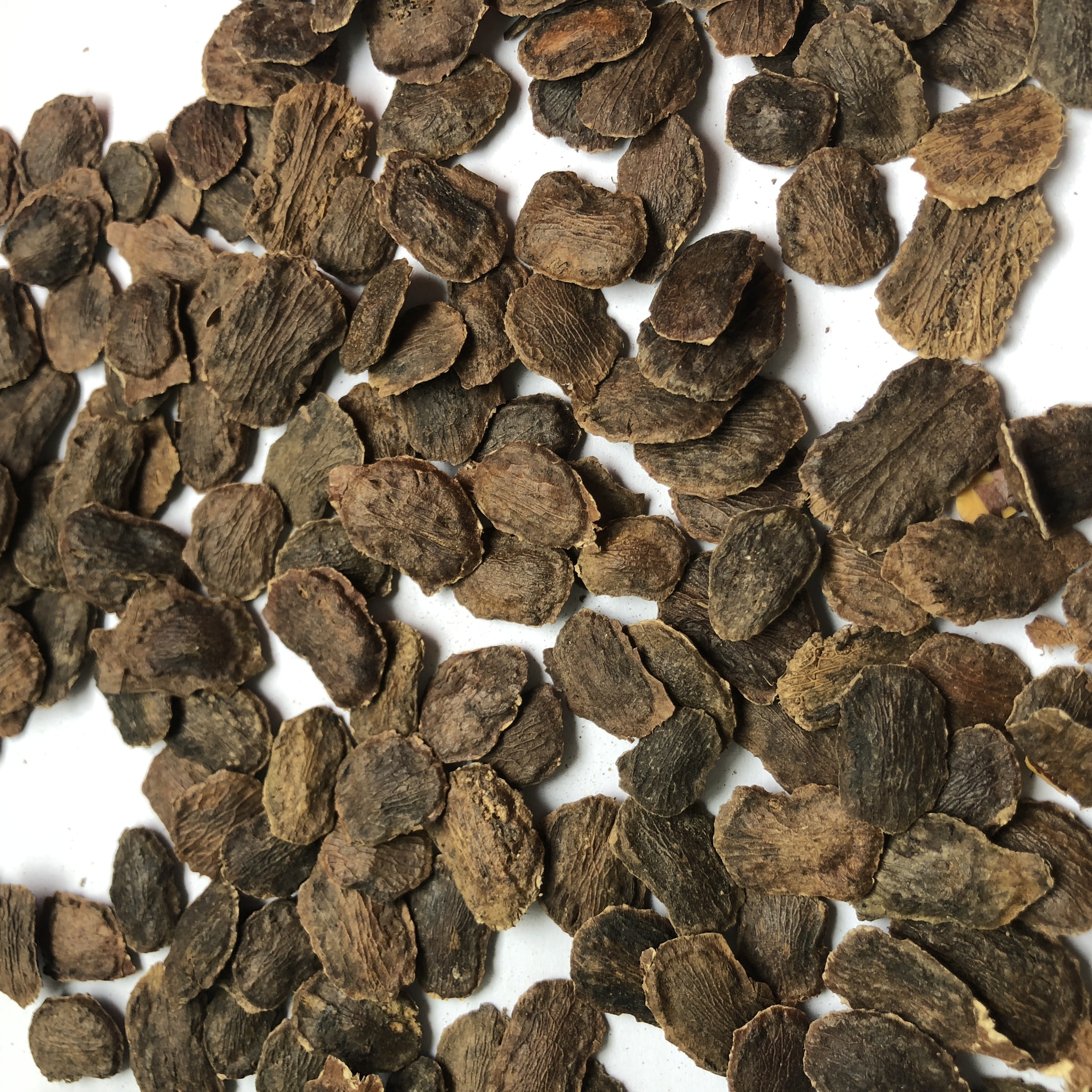 Hai Nan Dalbergia Odorifera Seeds For Planting