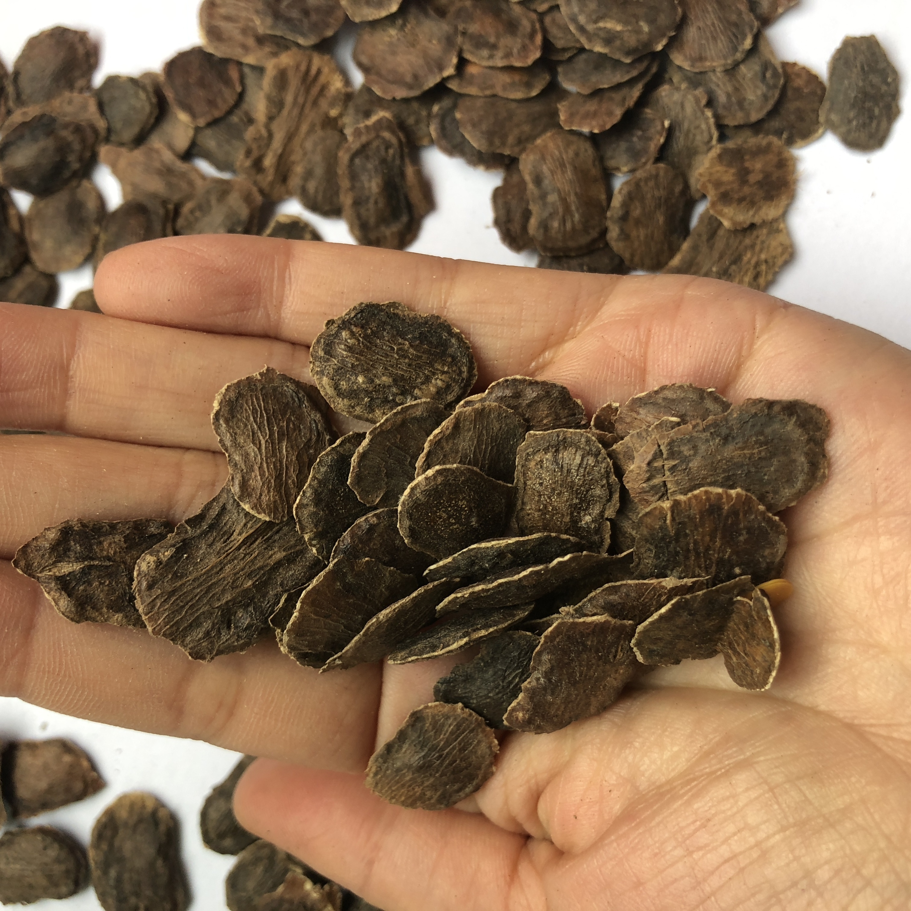 Hai Nan Dalbergia Odorifera Seeds For Planting