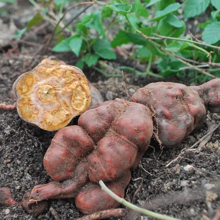 Fo-ti Extract Powder/ Polygonum Multiflorum Root / He Shou Wu Extract Powder 20:1