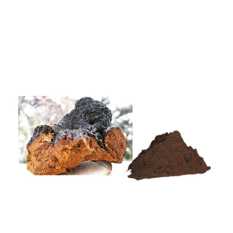 Best Selling Pure Chaga Mushroom Extract Powder 40% Beta Glucan & 2% Bettulinic Acid