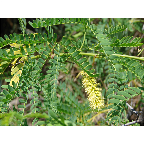 Prosopis Juliflora