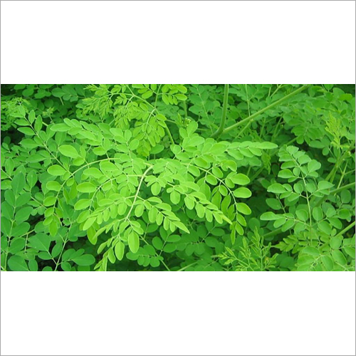 Moringa Plant