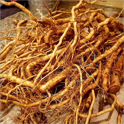 Kapas Root