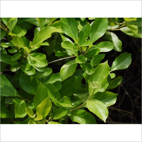Arani Steam Herb