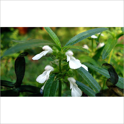 Dronpushpi Herb