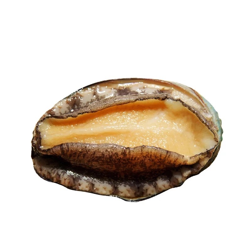 Natural Cleanliness Rich Nutrition Dried Abalone Dried Abalone