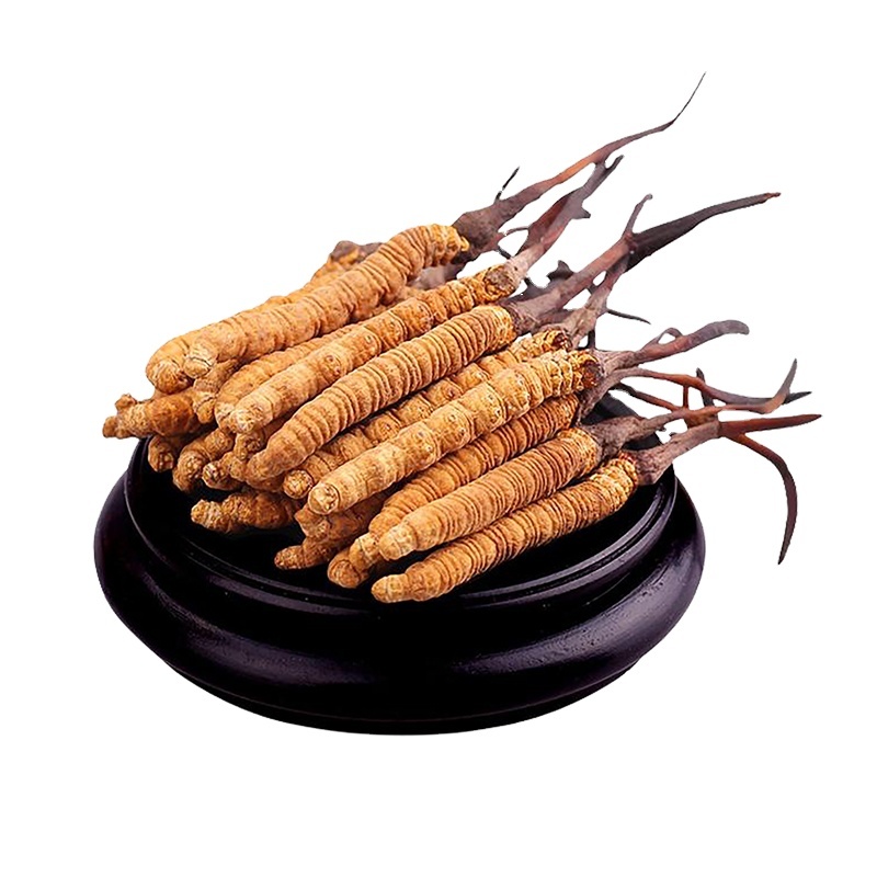 Dried Cordyceps Sinensis Caterpillar Fungus Keeda Jadi Cordyceps Root