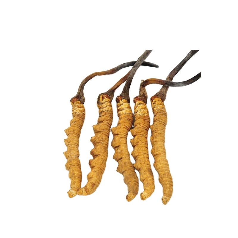 Dried Cordyceps Sinensis Caterpillar Fungus Keeda Jadi Cordyceps Root