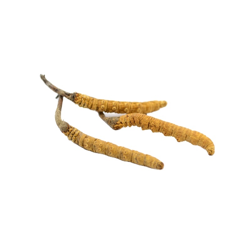 Dried Cordyceps Sinensis Caterpillar Fungus Keeda Jadi Cordyceps Root