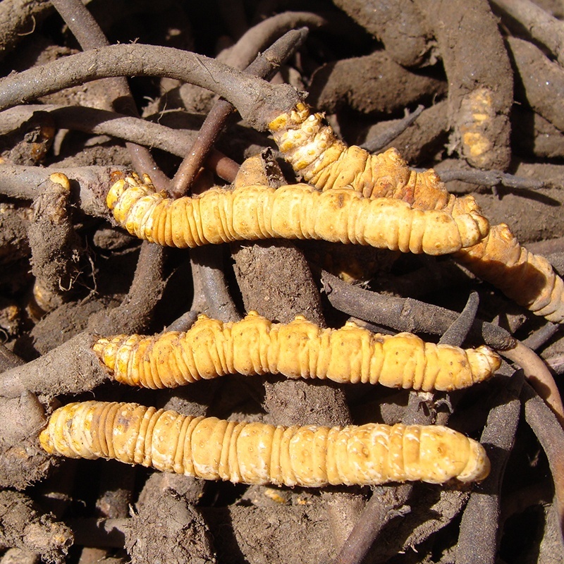 Dried Cordyceps Sinensis Caterpillar Fungus Keeda Jadi Cordyceps Root
