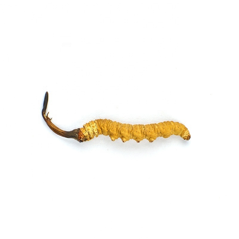 Top Quality Yarsha-gumba Chinese Herbs Winterworm Summerherb