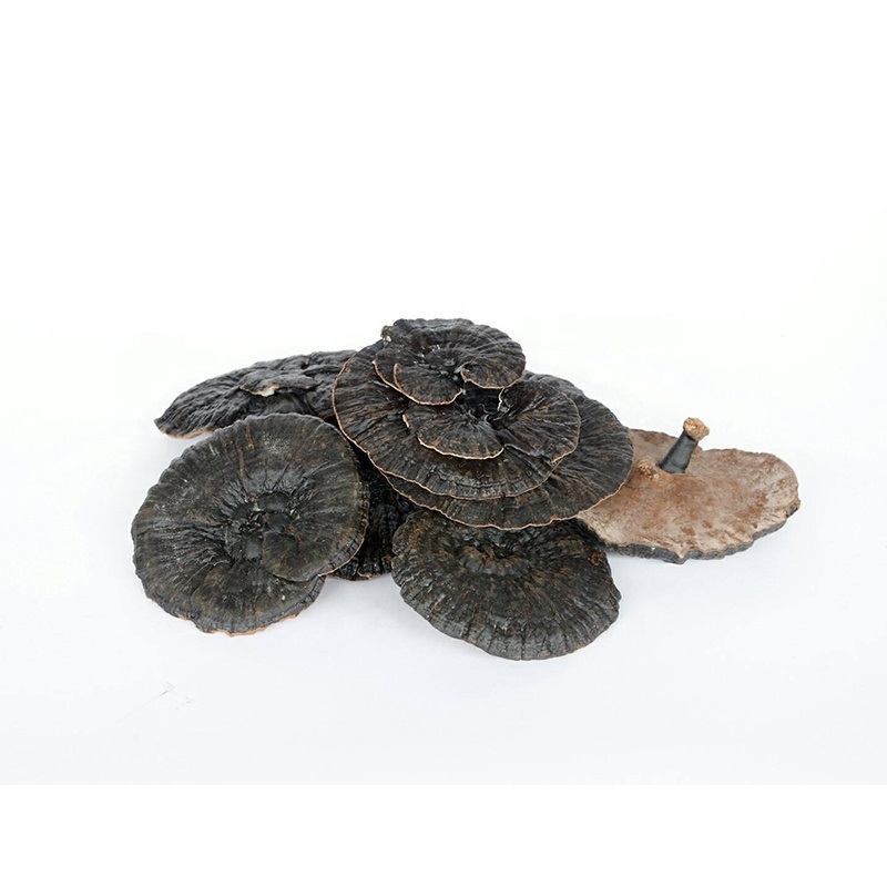 Natural Ganoderma Lucidum Raw Material With Highest Quality