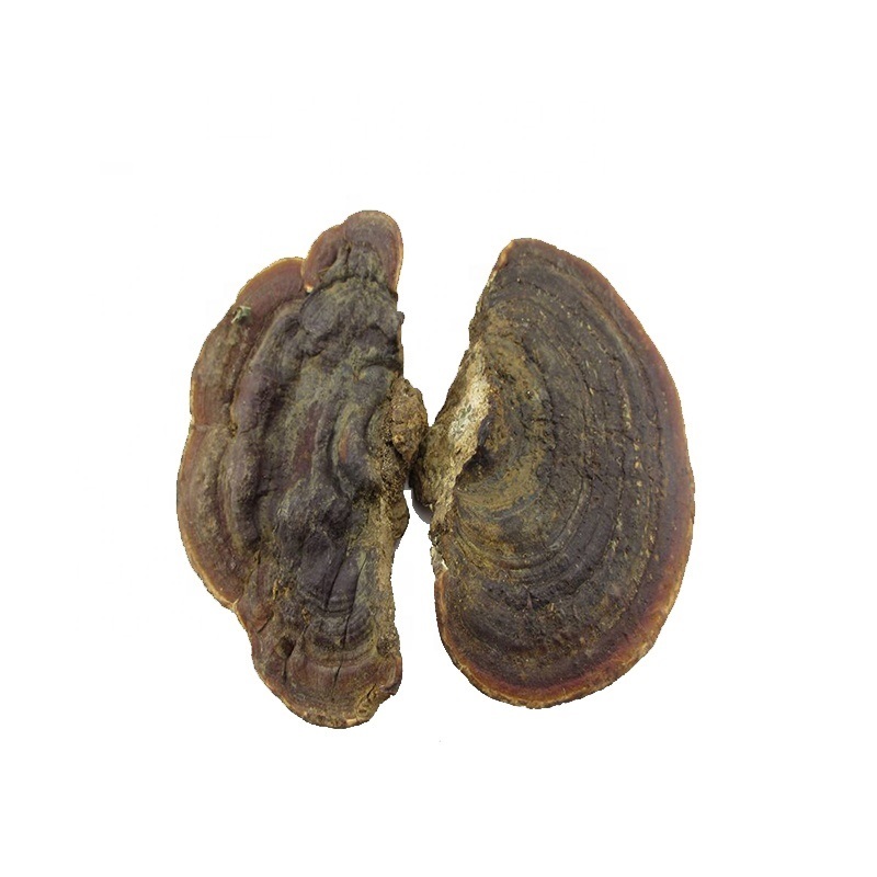 Natural Ganoderma Lucidum Raw Material With Highest Quality