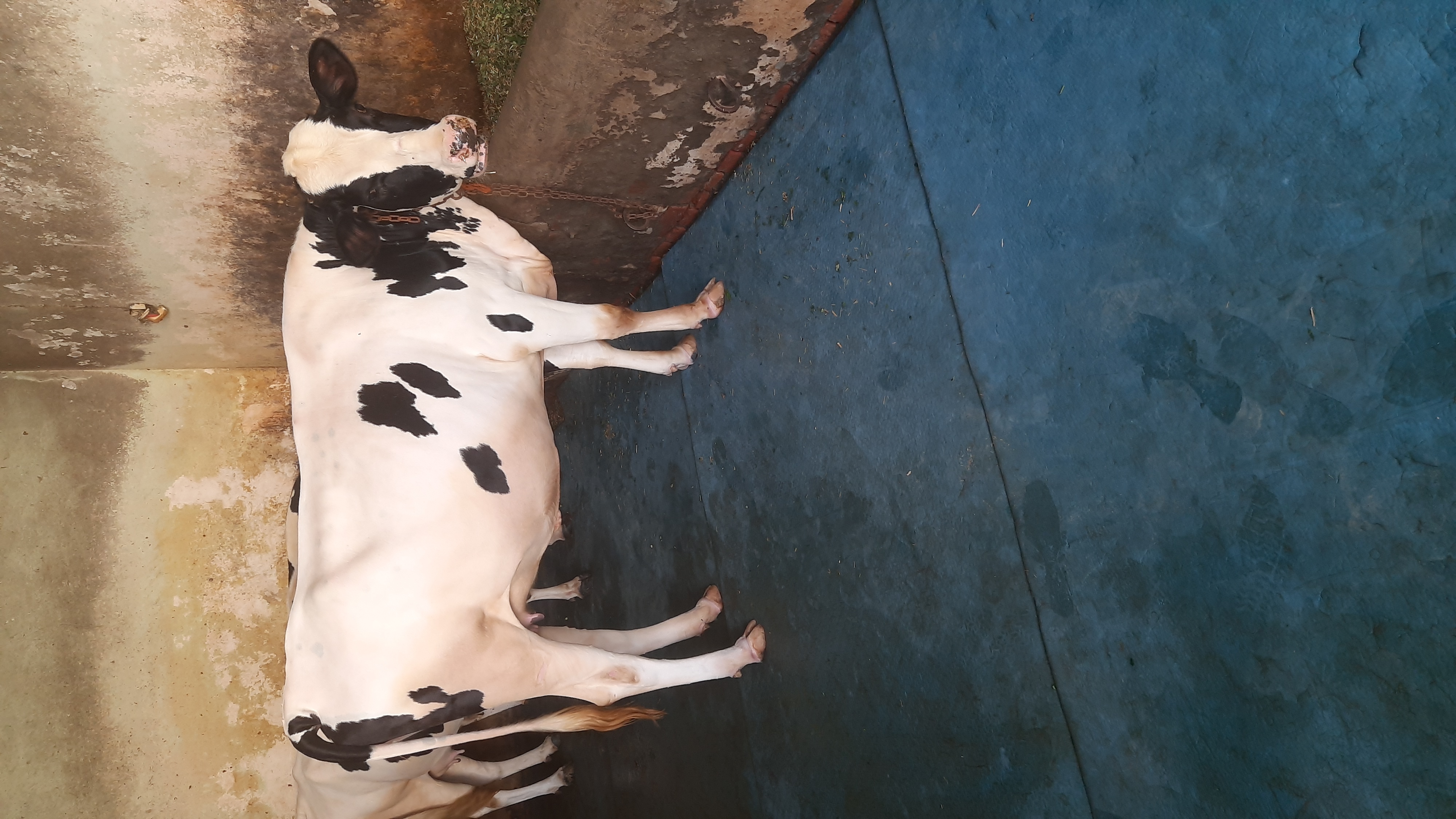 Hf Cow - 7-8 Months Pregnant, 450 Kg Weight, White Color, Pure Hf Breed, Commercial Use