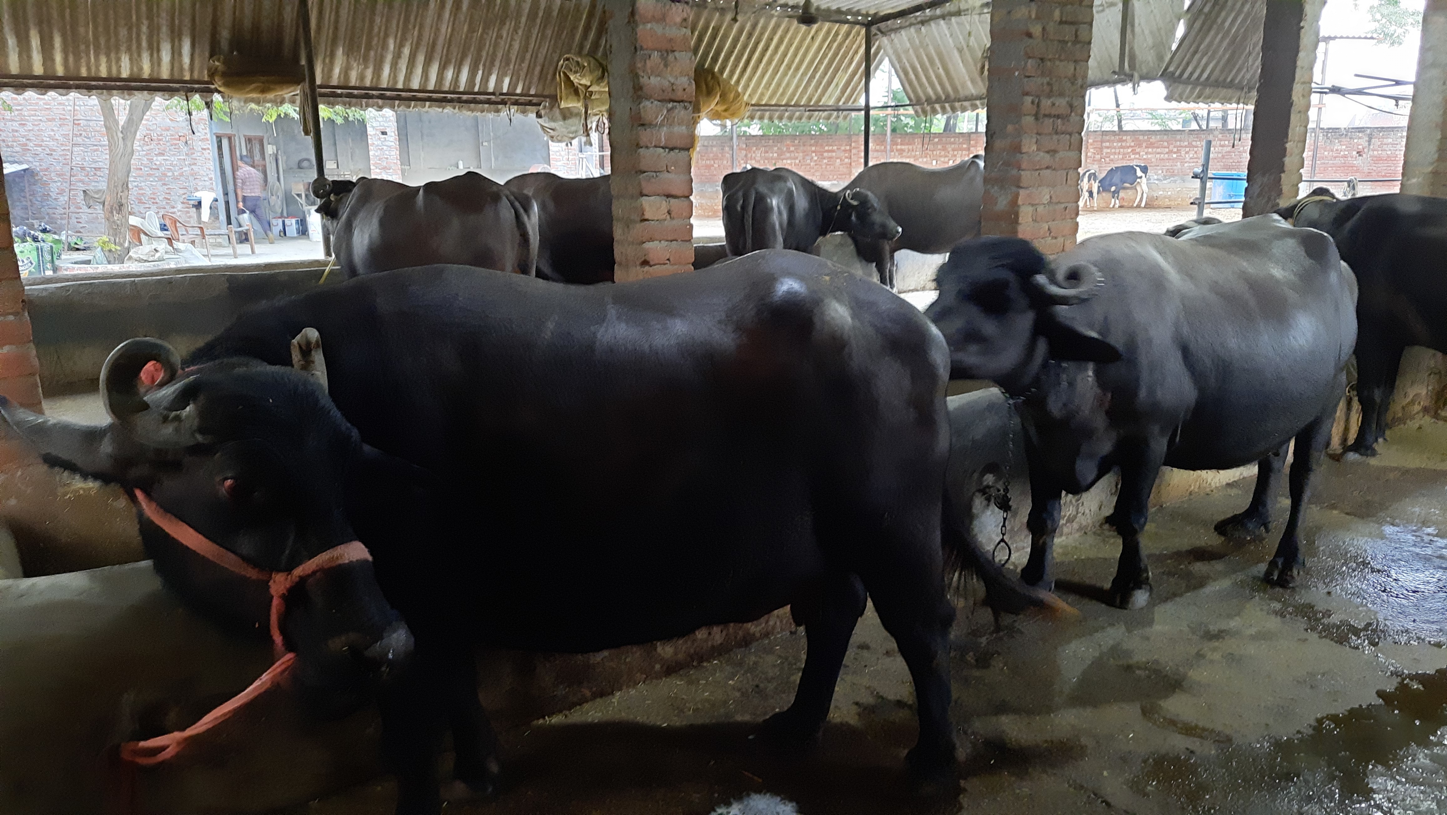 Murrah Buffalo - 500 Kg Pregnant Heifers With High Milk Record | Adult Female, Black Color, Commercial Use