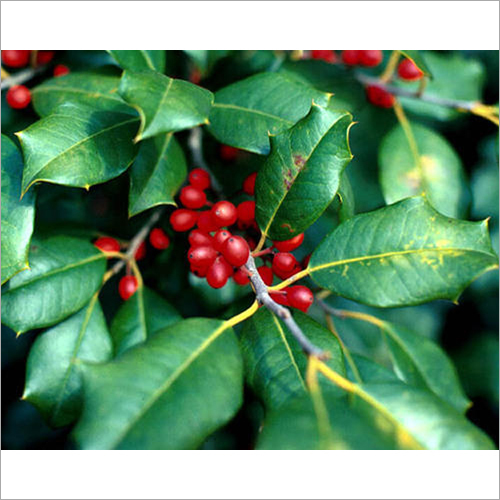 Red Cocculus Indicus Extract