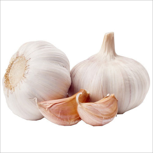 एलियम सैटिवम बल्ब अर्क