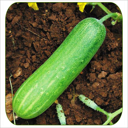 Cucumber Apsara
