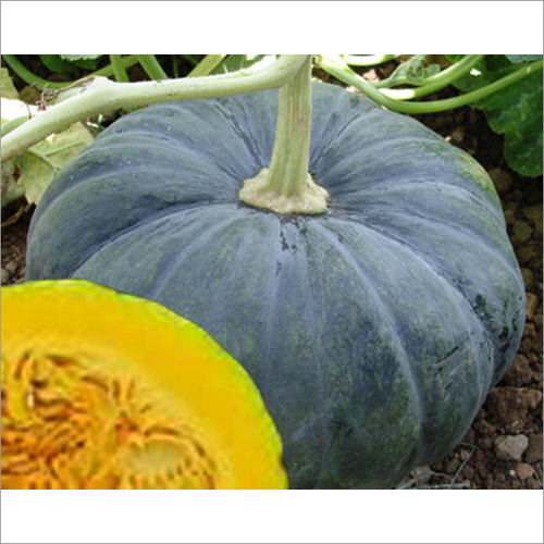 Pumpkin Balwant