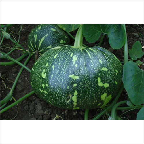 Pumpkin Yashwant