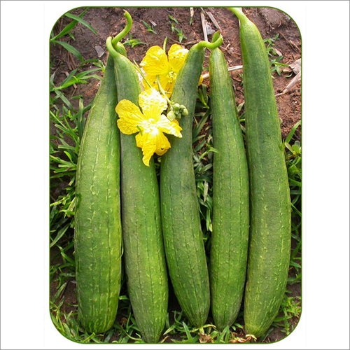 स्पंज लौकी श्रावणी SH-506