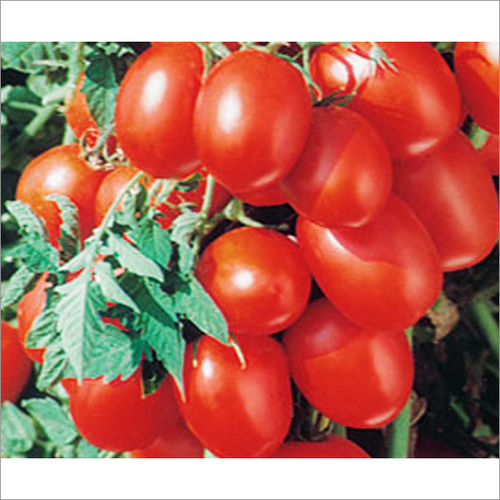 हीरा टमाटर