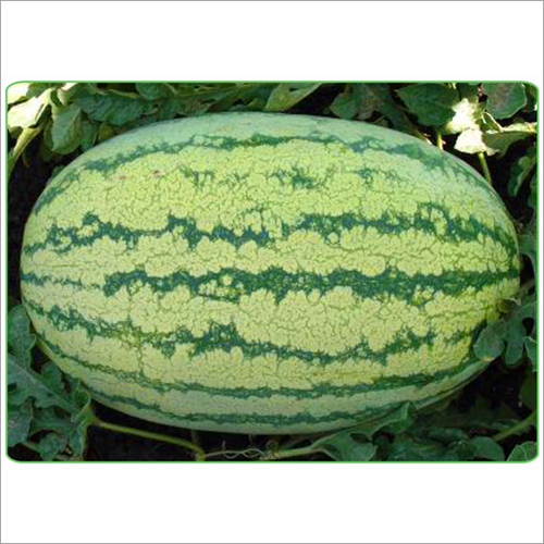 Watermelon Super Tiger